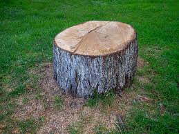 Best Storm Damage Tree Cleanup  in San Bernardino, CA