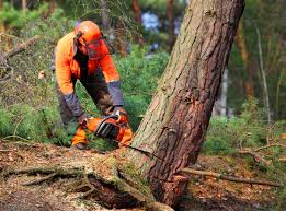 Best Seasonal Cleanup (Spring/Fall)  in San Bernardino, CA