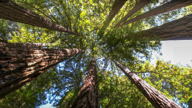 Best Tree Health Inspection  in San Bernardino, CA