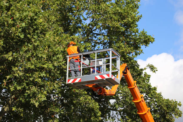 How Our Tree Care Process Works  in  San Bernardino, CA