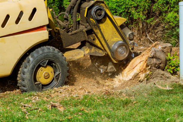Best Lawn Grading and Leveling  in San Bernardino, CA