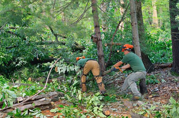 Best Tree Disease Treatment  in San Bernardino, CA