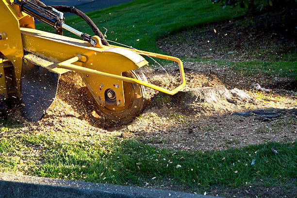 Trusted San Bernardino, CA Tree Services Experts