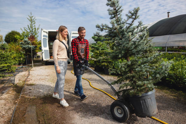 Best Emergency Tree Removal  in San Bernardino, CA