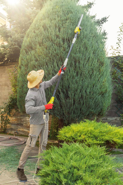 Best Utility Line Clearance  in San Bernardino, CA