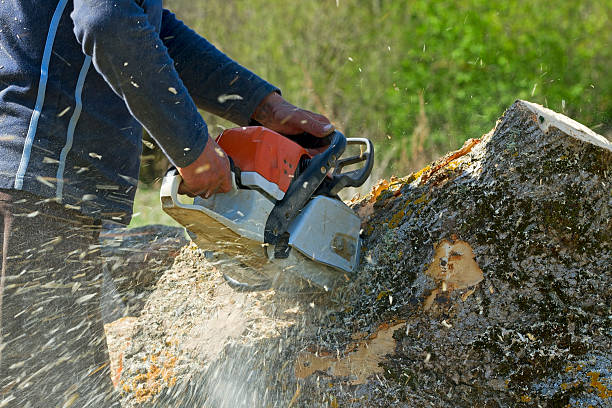 Best Hazardous Tree Removal  in San Bernardino, CA