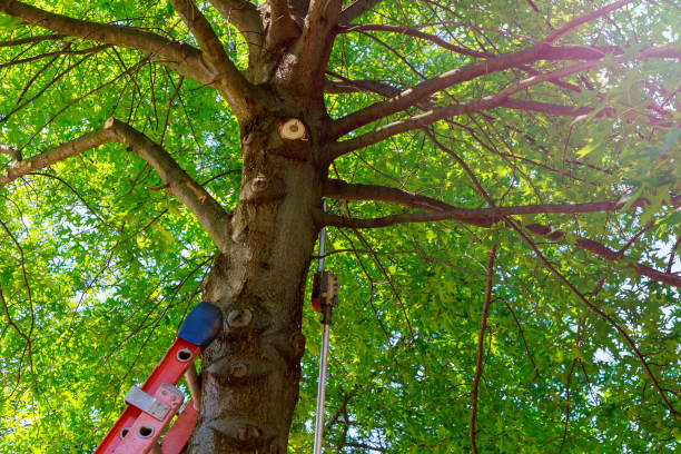 Best Arborist Consultation Services  in San Bernardino, CA